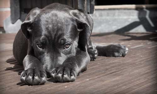 In welcher Körperstelle eines Tieres messe ich richtig?