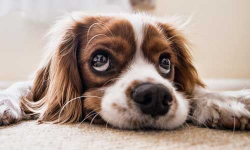 Kann ich mit einem Infrarot-Thermometer messen?