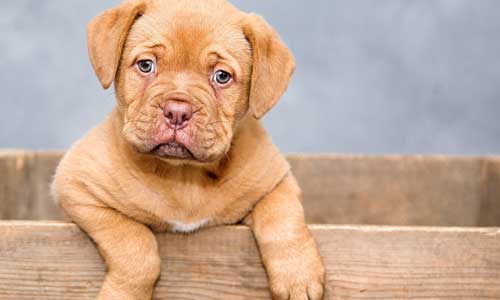 Kann ich mit Infrarot-Thermometer bei Hunden messen?